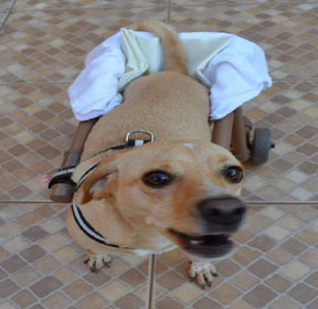 caes deficiencia adaptacao