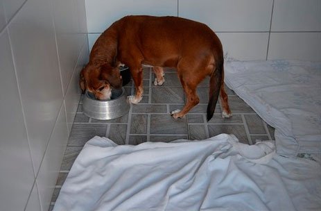 caes com deficiencia